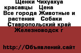 Щенки Чихуахуа красавцы › Цена ­ 9 000 - Все города Животные и растения » Собаки   . Ставропольский край,Железноводск г.